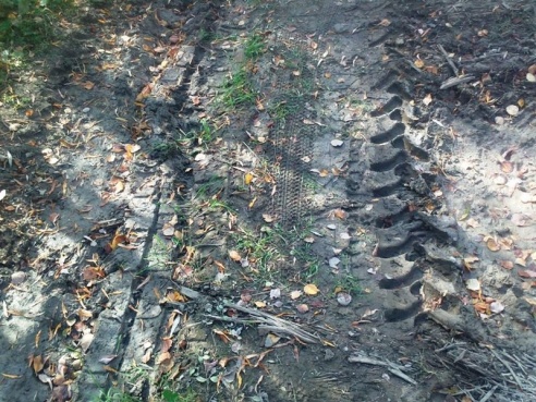 За незаконно убитого лося петриковским браконьерам придется выплатить крупную сумму (фото)