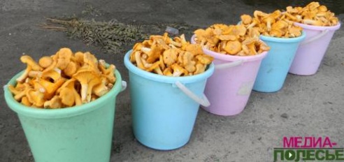 Жители Дворца: «Клубники хватит ещё на неделю»