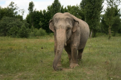 Слон чуть не съел зачётку могилёвского студента