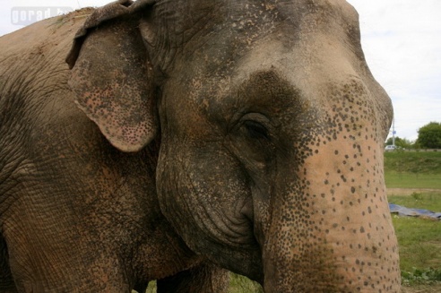 Слон чуть не съел зачётку могилёвского студента