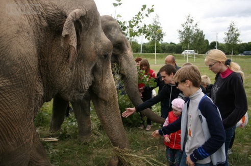 Слон чуть не съел зачётку могилёвского студента