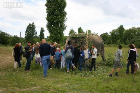 Слон чуть не съел зачётку могилёвского студента