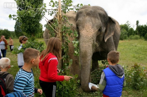 Слон чуть не съел зачётку могилёвского студента