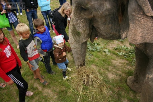 Слон чуть не съел зачётку могилёвского студента