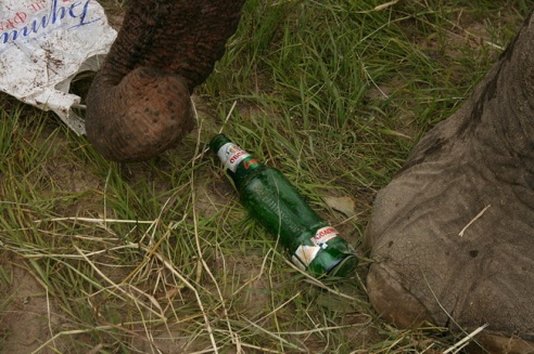 Слон чуть не съел зачётку могилёвского студента