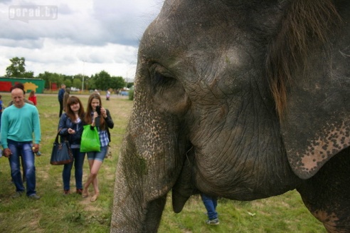 Слон чуть не съел зачётку могилёвского студента