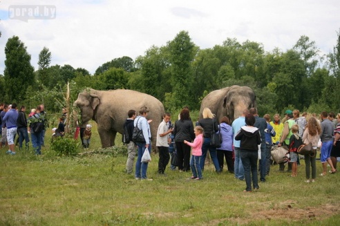Слон чуть не съел зачётку могилёвского студента