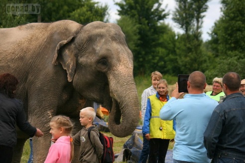 Слон чуть не съел зачётку могилёвского студента