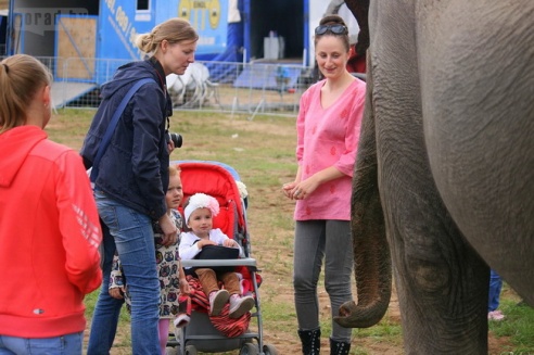 Слон чуть не съел зачётку могилёвского студента