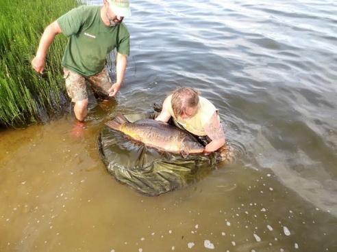 В горецком озере выловили карпа весом 20 килограмм