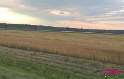 На Столинщине приступили к уборке зерновых