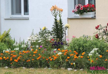 Цветочная сказка на клумбах в Столине