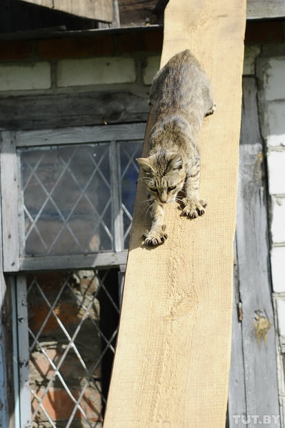 «Даже любимых собак оставляют в лесу привязанными к дереву». Репортаж о самом большом в Беларуси приюте для бездомных животных «Даже любимых собак оставляют в лесу привязанными к дереву». Репортаж о самом большом в Беларуси приюте для бездомных животных