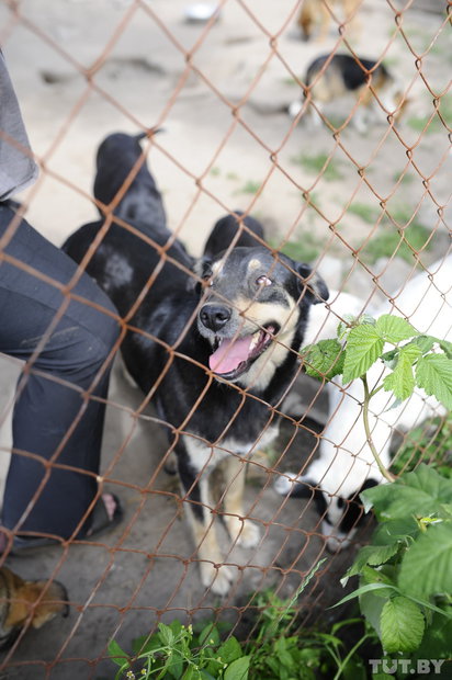 «Даже любимых собак оставляют в лесу привязанными к дереву». Репортаж о самом большом в Беларуси приюте для бездомных животных «Даже любимых собак оставляют в лесу привязанными к дереву». Репортаж о самом большом в Беларуси приюте для бездомных животных
