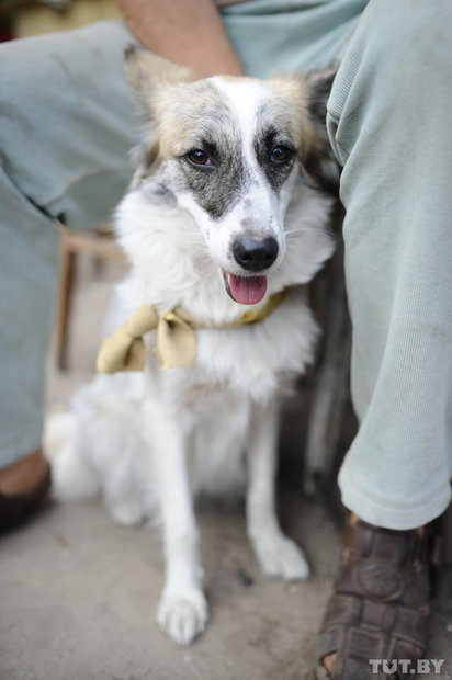 «Даже любимых собак оставляют в лесу привязанными к дереву». Репортаж о самом большом в Беларуси приюте для бездомных животных «Даже любимых собак оставляют в лесу привязанными к дереву». Репортаж о самом большом в Беларуси приюте для бездомных животных