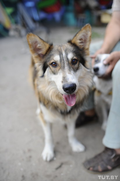 «Даже любимых собак оставляют в лесу привязанными к дереву». Репортаж о самом большом в Беларуси приюте для бездомных животных «Даже любимых собак оставляют в лесу привязанными к дереву». Репортаж о самом большом в Беларуси приюте для бездомных животных