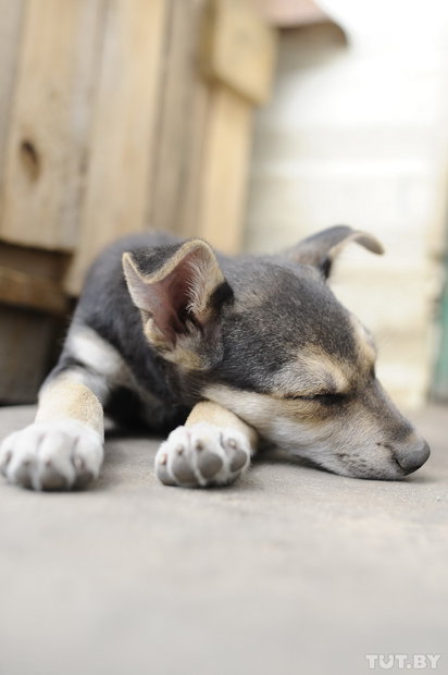 «Даже любимых собак оставляют в лесу привязанными к дереву». Репортаж о самом большом в Беларуси приюте для бездомных животных «Даже любимых собак оставляют в лесу привязанными к дереву». Репортаж о самом большом в Беларуси приюте для бездомных животных