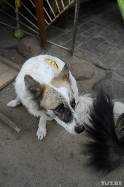 «Даже любимых собак оставляют в лесу привязанными к дереву». Репортаж о самом большом в Беларуси приюте для бездомных животных «Даже любимых собак оставляют в лесу привязанными к дереву». Репортаж о самом большом в Беларуси приюте для бездомных животных