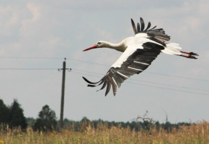 М. Д. Шунькин на время вернулся вместе с аистами в теплые родные края