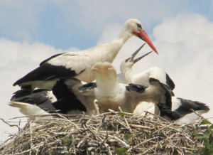 М. Д. Шунькин на время вернулся вместе с аистами в теплые родные края