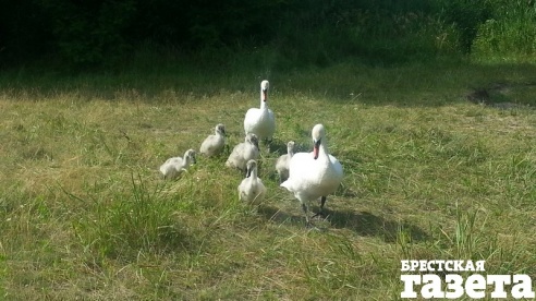 В Бресте лебедь-шипун напал на купавшегося в водоеме мужчину