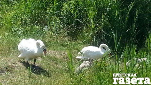 В Бресте лебедь-шипун напал на купавшегося в водоеме мужчину