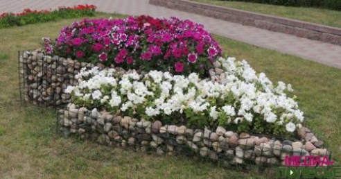 Цветочная сказка на клумбах в Столине