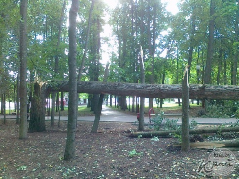 ФОТОФАКТ: Вилейский парк пострадал от сильного ветра 21 июля