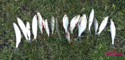 Шесть рыб – улов победителя соревнований на Столинщине