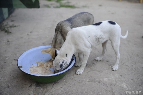 «Даже любимых собак оставляют в лесу привязанными к дереву». Репортаж о самом большом в Беларуси приюте для бездомных животных
