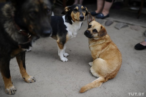 «Даже любимых собак оставляют в лесу привязанными к дереву». Репортаж о самом большом в Беларуси приюте для бездомных животных