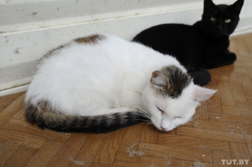 «Даже любимых собак оставляют в лесу привязанными к дереву». Репортаж о самом большом в Беларуси приюте для бездомных животных