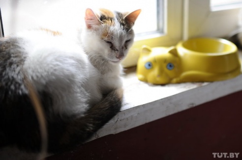 «Даже любимых собак оставляют в лесу привязанными к дереву». Репортаж о самом большом в Беларуси приюте для бездомных животных