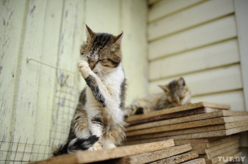 «Даже любимых собак оставляют в лесу привязанными к дереву». Репортаж о самом большом в Беларуси приюте для бездомных животных