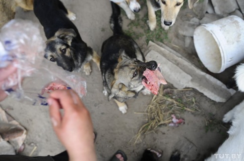 «Даже любимых собак оставляют в лесу привязанными к дереву». Репортаж о самом большом в Беларуси приюте для бездомных животных