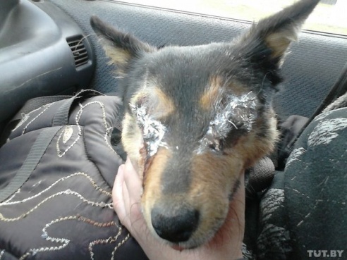 «Даже любимых собак оставляют в лесу привязанными к дереву». Репортаж о самом большом в Беларуси приюте для бездомных животных