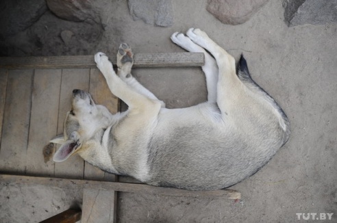 «Даже любимых собак оставляют в лесу привязанными к дереву». Репортаж о самом большом в Беларуси приюте для бездомных животных