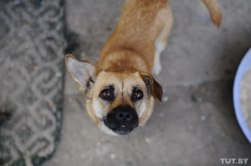 «Даже любимых собак оставляют в лесу привязанными к дереву». Репортаж о самом большом в Беларуси приюте для бездомных животных