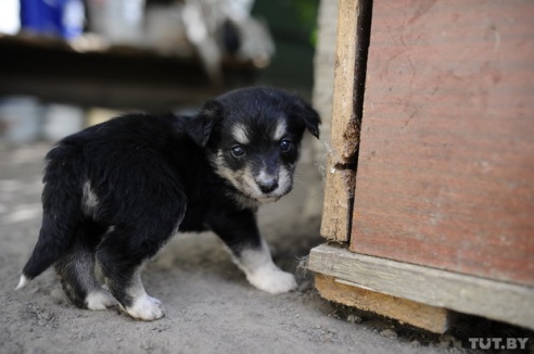 «Даже любимых собак оставляют в лесу привязанными к дереву». Репортаж о самом большом в Беларуси приюте для бездомных животных