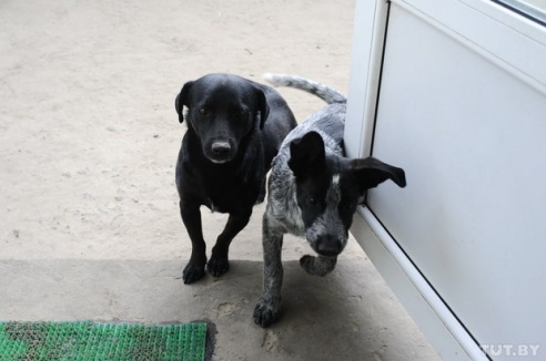«Даже любимых собак оставляют в лесу привязанными к дереву». Репортаж о самом большом в Беларуси приюте для бездомных животных