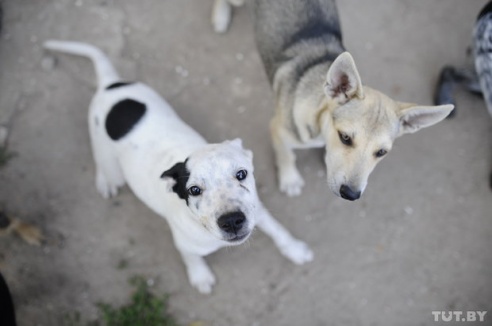 «Даже любимых собак оставляют в лесу привязанными к дереву». Репортаж о самом большом в Беларуси приюте для бездомных животных