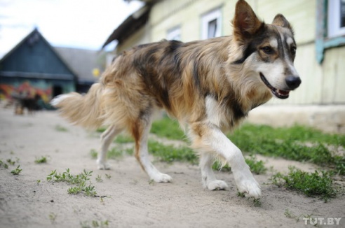 «Даже любимых собак оставляют в лесу привязанными к дереву». Репортаж о самом большом в Беларуси приюте для бездомных животных
