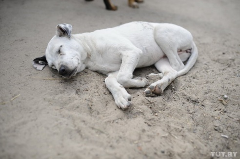 «Даже любимых собак оставляют в лесу привязанными к дереву». Репортаж о самом большом в Беларуси приюте для бездомных животных