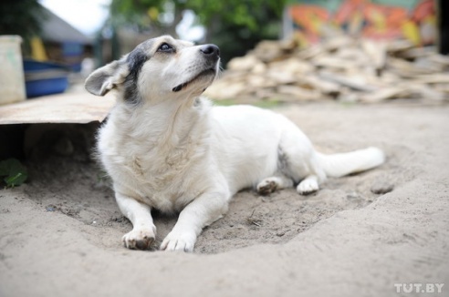 «Даже любимых собак оставляют в лесу привязанными к дереву». Репортаж о самом большом в Беларуси приюте для бездомных животных