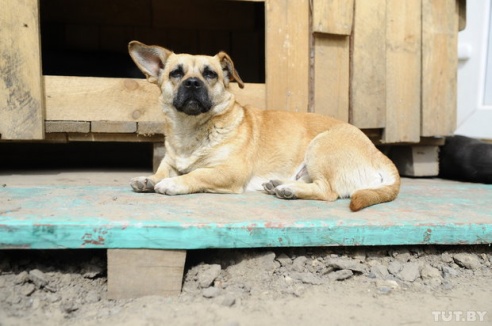 «Даже любимых собак оставляют в лесу привязанными к дереву». Репортаж о самом большом в Беларуси приюте для бездомных животных