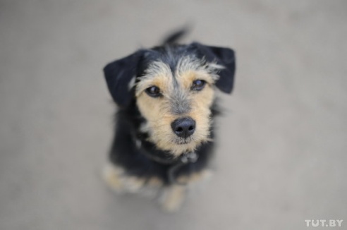 «Даже любимых собак оставляют в лесу привязанными к дереву». Репортаж о самом большом в Беларуси приюте для бездомных животных