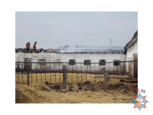 Сотрудники МЧС спасли от огня 130 телят