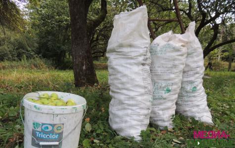 Яблочный ход в одной из Столинских деревень Яблочный ход в одной из Столинских деревень