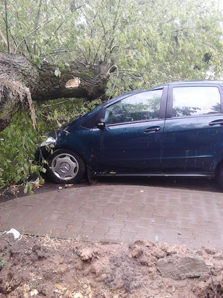 Последствия стихии в Могилёве: по колено воды, поваленные деревья и автомобильные пробки