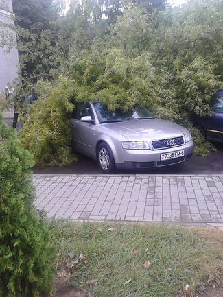 Последствия стихии в Могилёве: по колено воды, поваленные деревья и автомобильные пробки